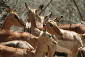 impala