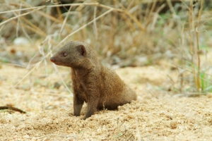 mongoose